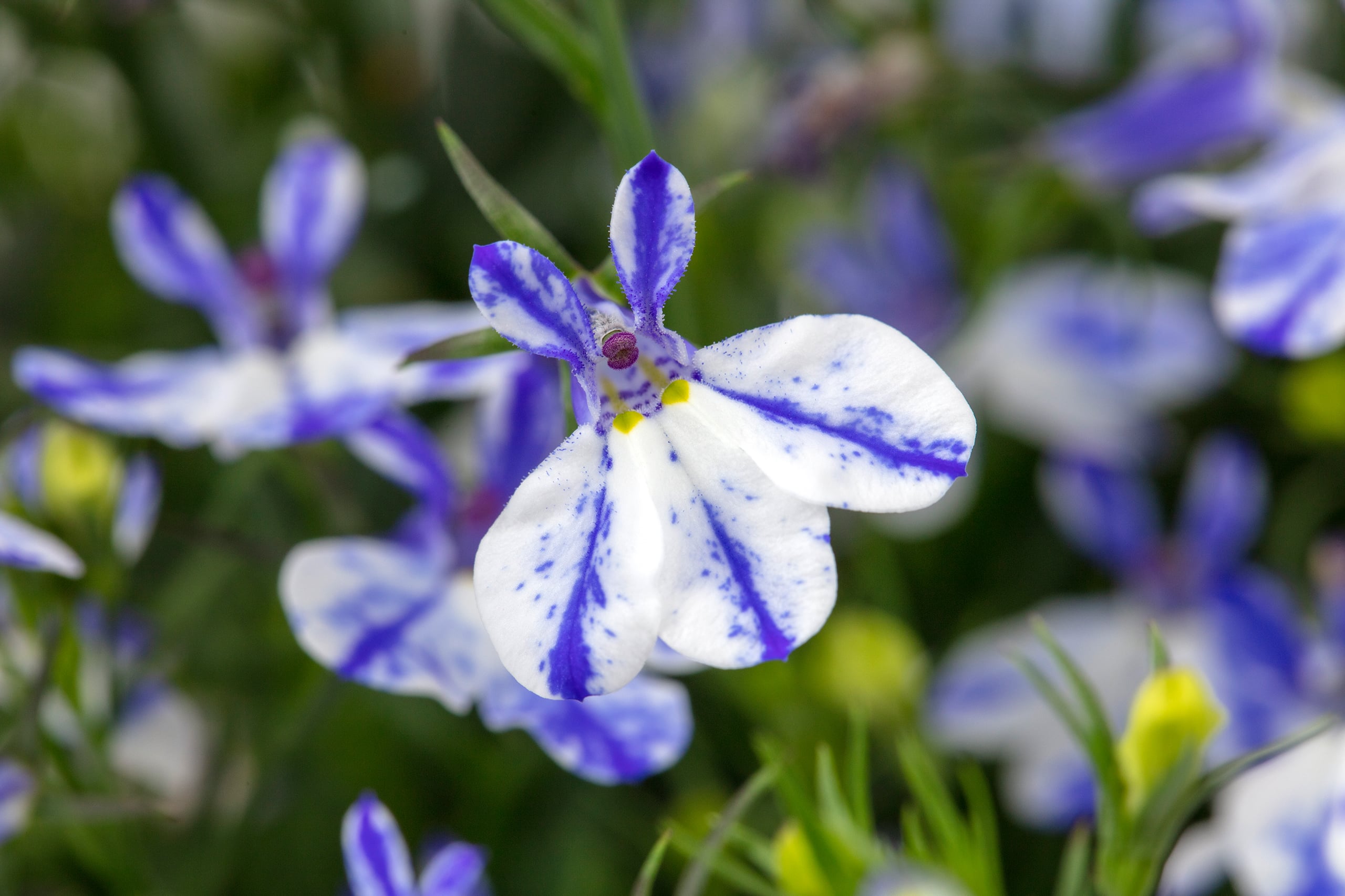 <i>Lobelia</i> [<span style="font-variant: small-caps;">Rift Blue</span>] ('Weslorifbu') (Rift Series)